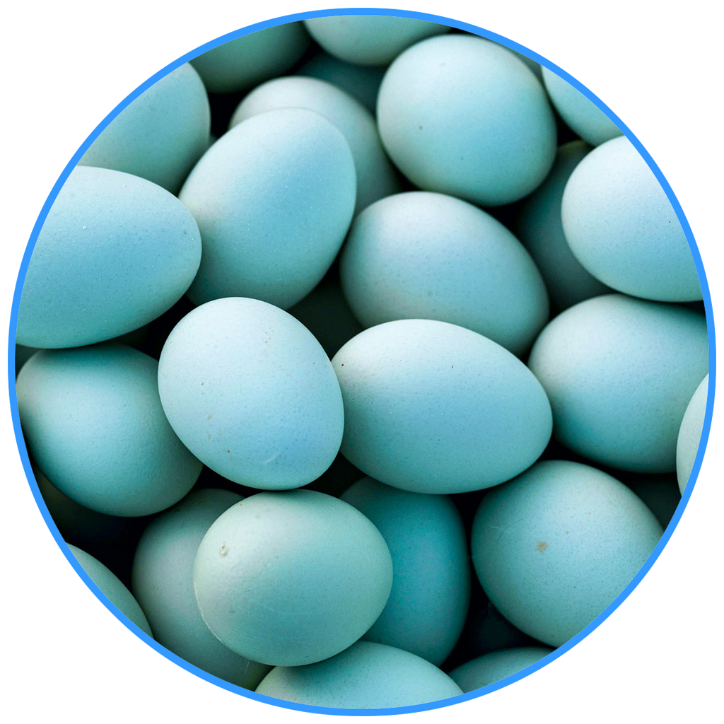 Blue/Green Eggs