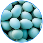 Blue/Green Eggs