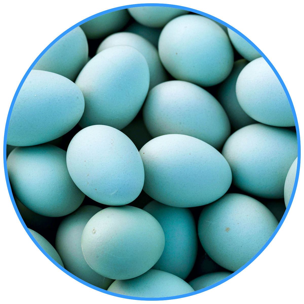 Blue/Green Eggs