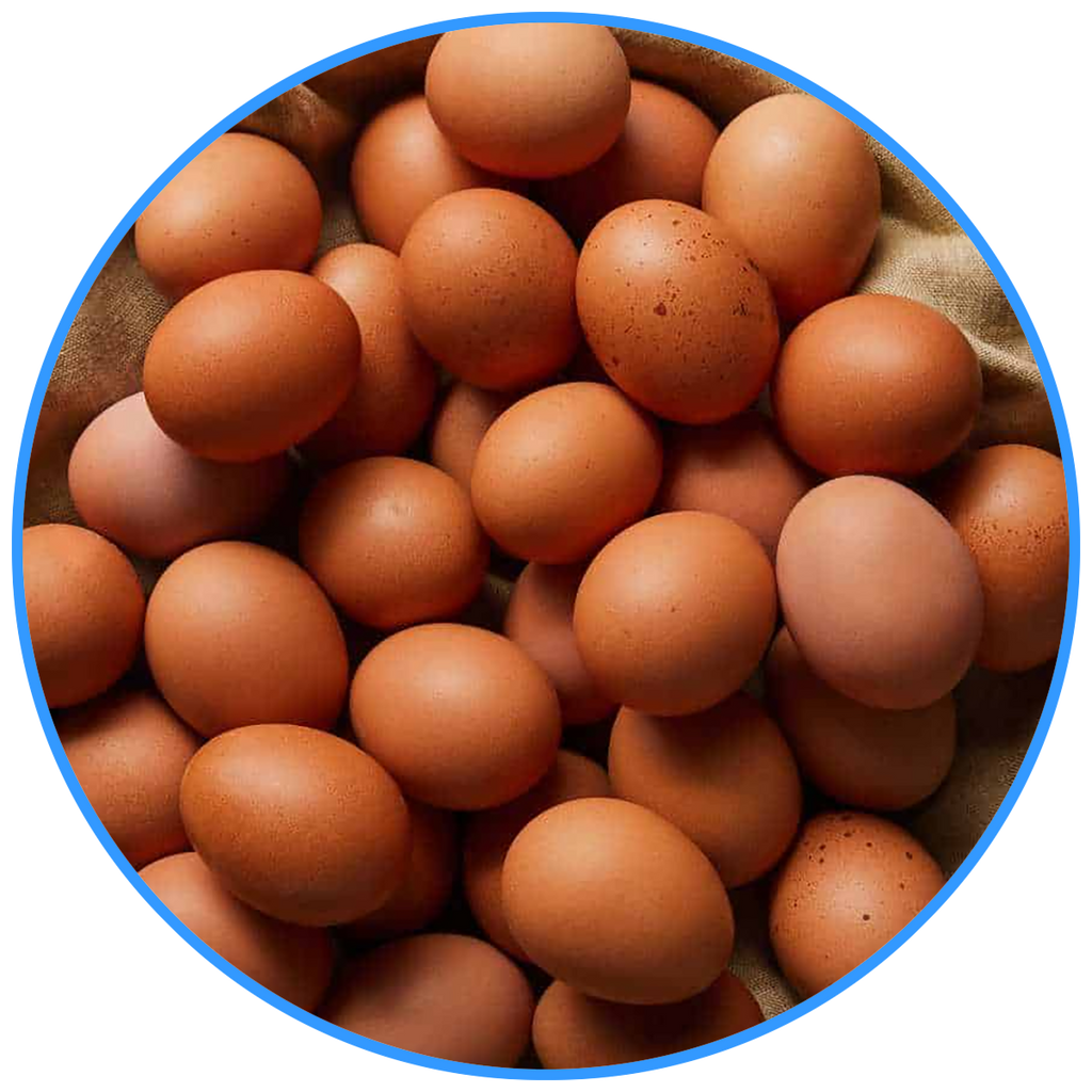 Brown Eggs