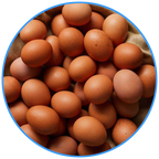 Brown Eggs