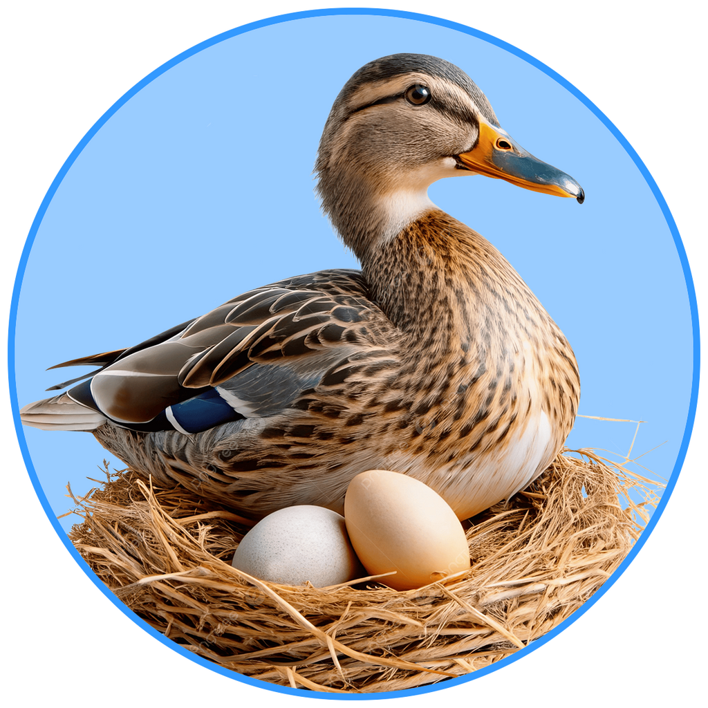 Duck Eggs