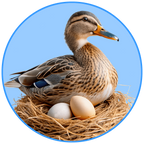 Duck Eggs