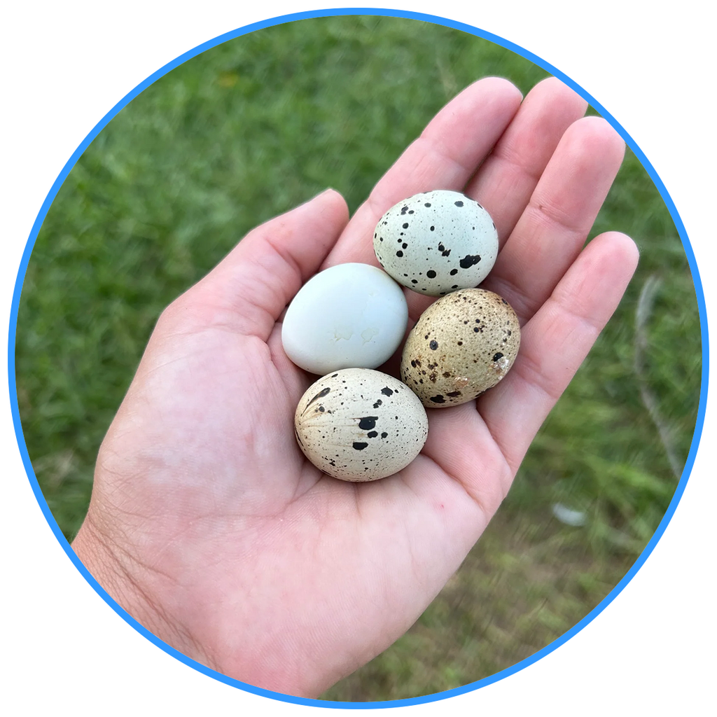 Quail Eggs