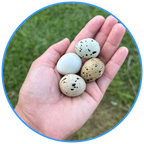 Quail Eggs