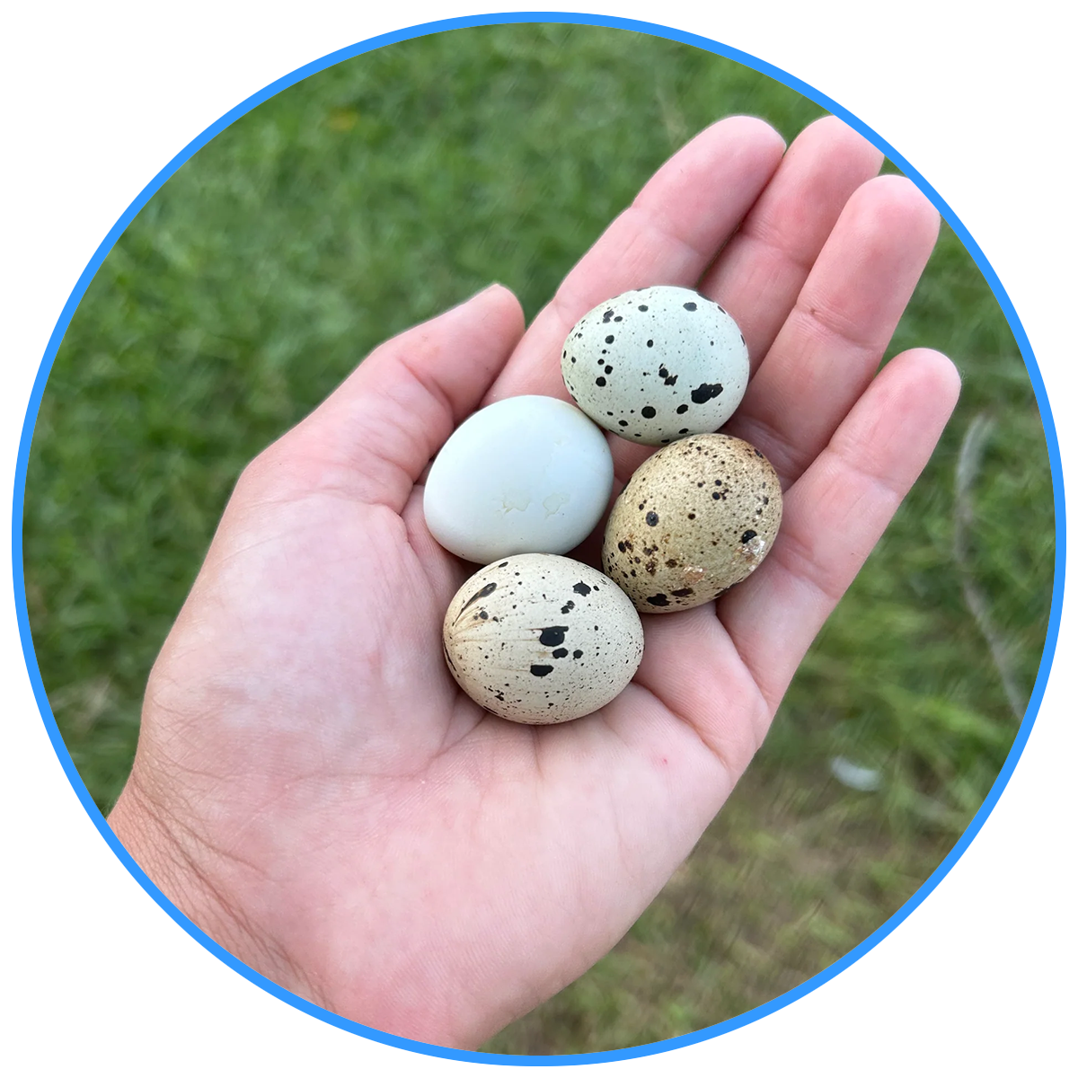 Quail Eggs