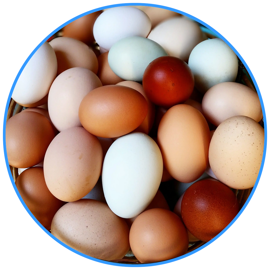 Multi-Color Eggs