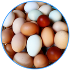 Multi-Color Eggs