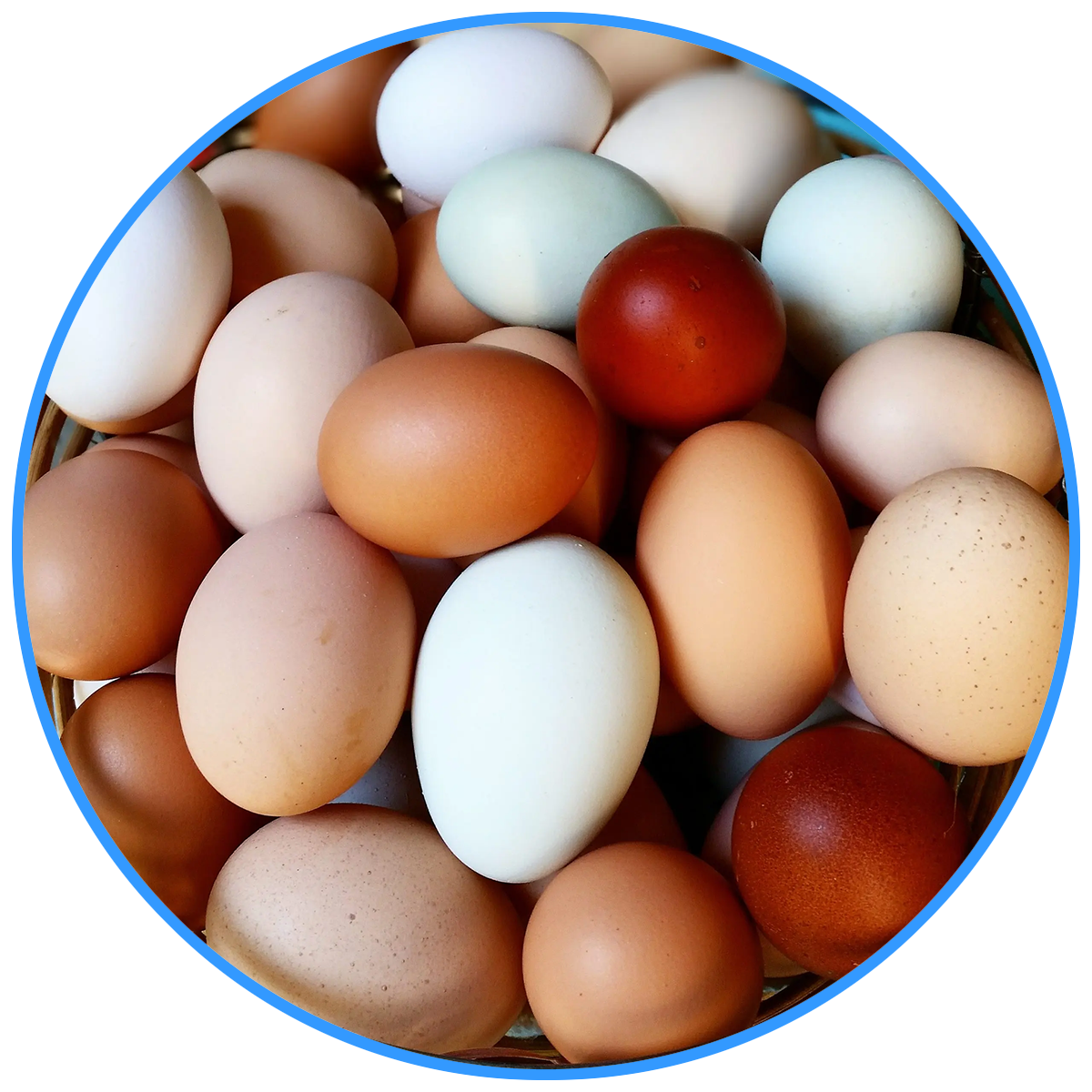 Multi-Color Eggs
